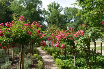 Rosengarten im Kurpark von Bad Homburg vor der Höhe