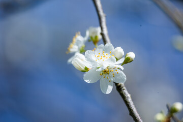 Obraz premium white tea tree blossom in spring, blue sky sunny background, gardening