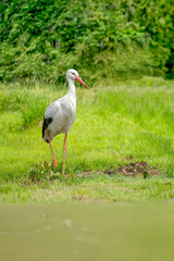 Crane close up on the grass
