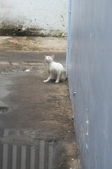Fototapeta premium a white cat