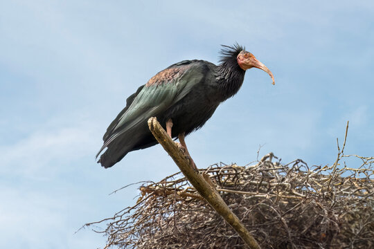 Northern bald ibis on a branch next to its nest