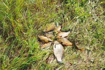 Obraz premium Silver and golden crucians on the grass