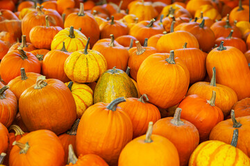 Pile of bright orange pumpkins, symbol of autumn and harvest season, in market setting