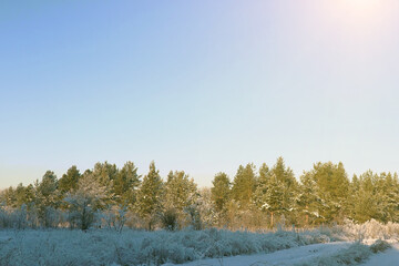 Winter pine forest