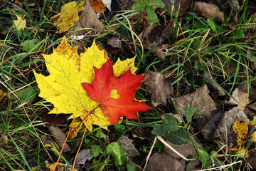 Red maple leaf with a heart-shaped hole cut out, close-up. Autumn leaves, top view. Beautiful bright autumn leaves on the grass. Autumn colors, nature. Autumn foliage