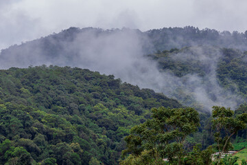natural background of many species of plants that are laid out in the park, for the propagation of the species and to provide shade for those who stop by while traveling to study the ecology.