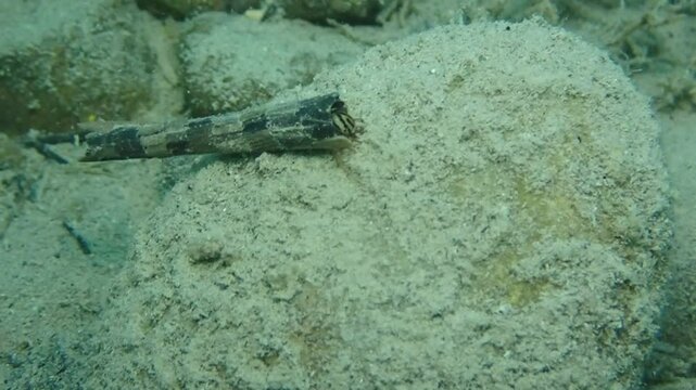Caddysfly underwater eating 