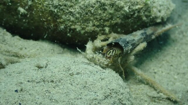 Caddysfly underwater eating 