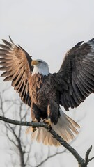 Bald eagle with outstretched wings on branch, white background