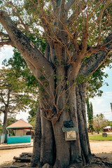 Scenic view of a very old boabab tree on the compound of the Holy Ghost Church in Bagamoyo,...