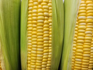 Close up of yellow sweetcorn seed