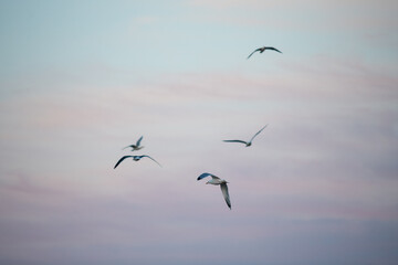 Group of birds flying in the colourful sunset sky.
Birds in the sky.