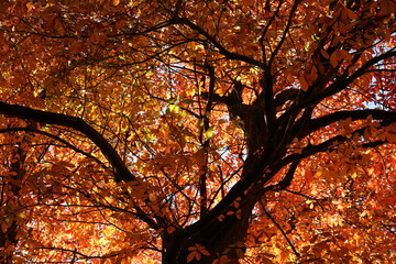 Autumn trees in Sussex, England