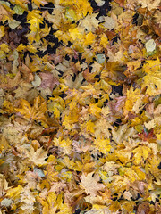 An autumn walk in the park, a carpet of fallen leaves underfoot. Wet yellow maple leaves laying on...