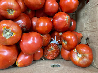 Rotten spoiled tomatoes in cardboard box. Damaged, crumpled tomatoes with mold. Ugly moldy...