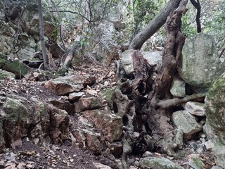 The mouth of the  dried up Yagur  stream . Israel 