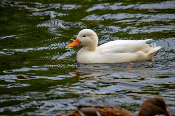 Junger weißer Schwan auf dem Wasser