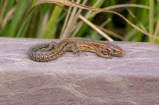 Common Lizard on a wall, close up