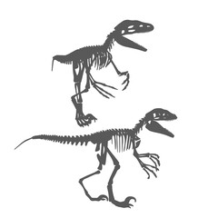 Vector Silhouette Set of Velociraptor Skeletons