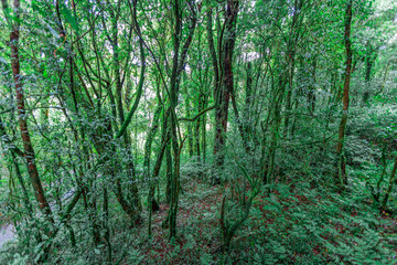 Fototapeta premium natural background of many species of plants that are laid out in the park, for the propagation of the species and to provide shade for those who stop by while traveling to study the ecology.