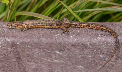 Common Lizard on a wall, close up