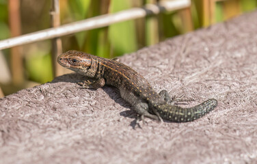 Common Lizard on a wall, close up