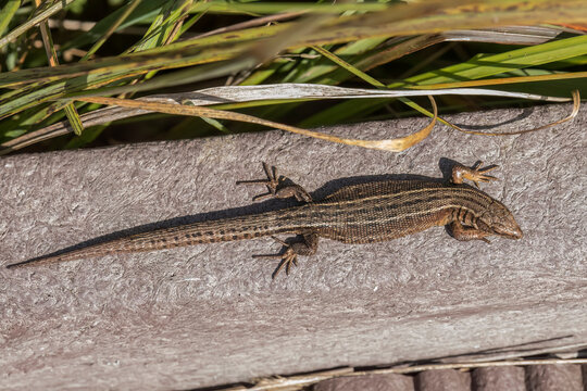 Common Lizard on a wall, close up