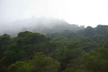 Paisaje con niebla que va llegando en la montaña y el bosque