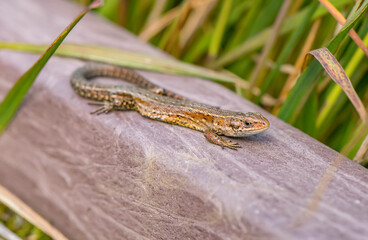 Common Lizard on a wall, close up