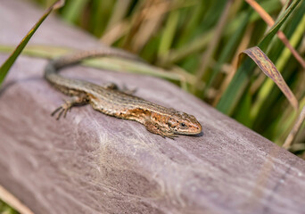 Common Lizard on a wall, close up