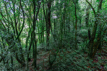 Obraz premium Close-up natural background of the forest atmosphere on top of Doi Inthanon in Chiang Mai, which is the highest and coldest area in Thailand. Tourists always like to come to see nature.