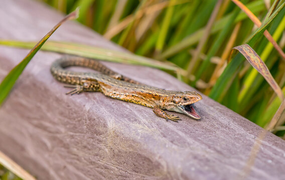 Common Lizard on a wall, close up