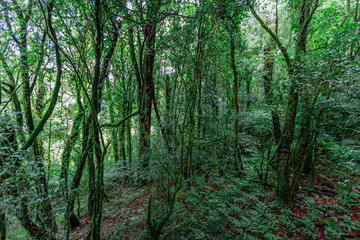 Obraz premium Close-up natural background of the forest atmosphere on top of Doi Inthanon in Chiang Mai, which is the highest and coldest area in Thailand. Tourists always like to come to see nature.