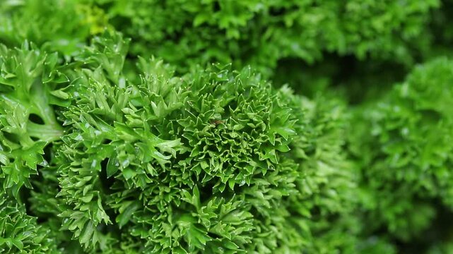 Close up of parsley or garden parsley herbs. rotation