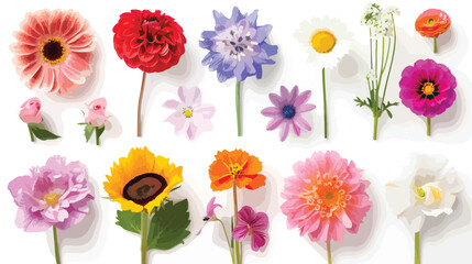 Set of different beautiful flowers on white background