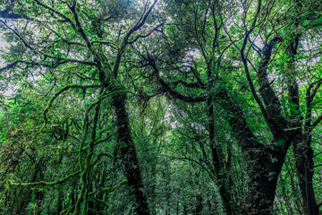 Obraz premium Close-up natural background of the forest atmosphere on top of Doi Inthanon in Chiang Mai, which is the highest and coldest area in Thailand. Tourists always like to come to see nature.