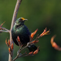 Tui feeding on nectar from blooming buds