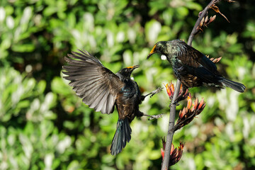A couple of Tui fighting arguing
