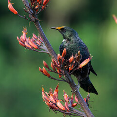 Tui feeding on nectar from blooming buds © Faraz