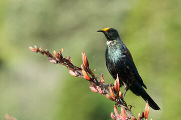 Tui feeding on nectar from blooming buds