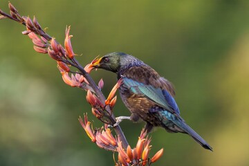 Tui feeding on nectar from blooming buds