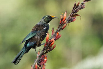 Tui feeding on nectar from blooming buds © Faraz