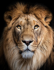 Fototapeta premium Primer plano de la cara de un leon mirando fijamente sobre fondo negro