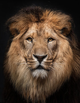 Primer plano de la cara de un leon mirando fijamente sobre fondo negro