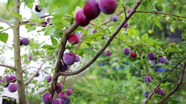 Hybrid plum and peach fruits grow on a fruit tree, organic fruit, close-up