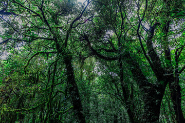 Obraz premium Close-up natural background of the forest atmosphere on top of Doi Inthanon in Chiang Mai, which is the highest and coldest area in Thailand. Tourists always like to come to see nature.