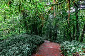 Obraz premium Close-up natural background of the forest atmosphere on top of Doi Inthanon in Chiang Mai, which is the highest and coldest area in Thailand. Tourists always like to come to see nature.
