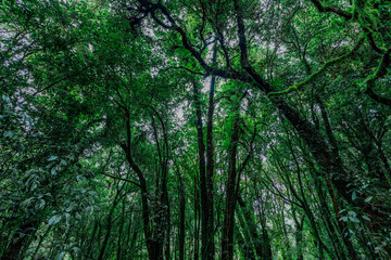 Close-up natural background of the forest atmosphere on top of Doi Inthanon in Chiang Mai, which is the highest and coldest area in Thailand. Tourists always like to come to see nature.