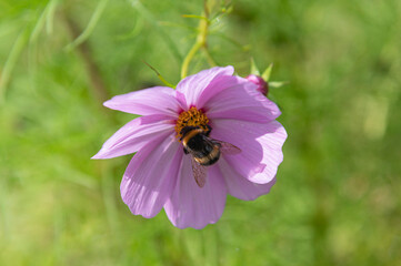 Pink cosmos flower and bumble bee insect pollinator. ..autumn, colour, bees, pollination,