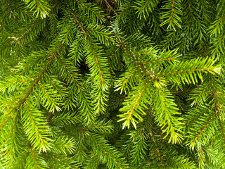 close-up of green pine. deep green. floral. nature pattern. green background. nature background. festive Christmas atmosphere